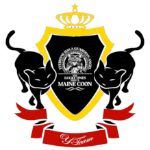YTeam